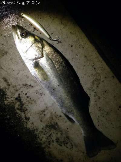 �����Х�