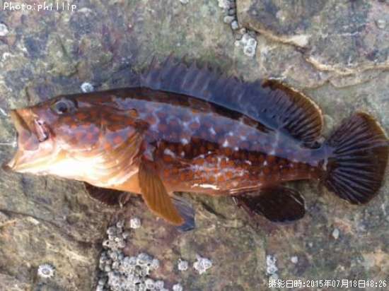 �����ϥ�