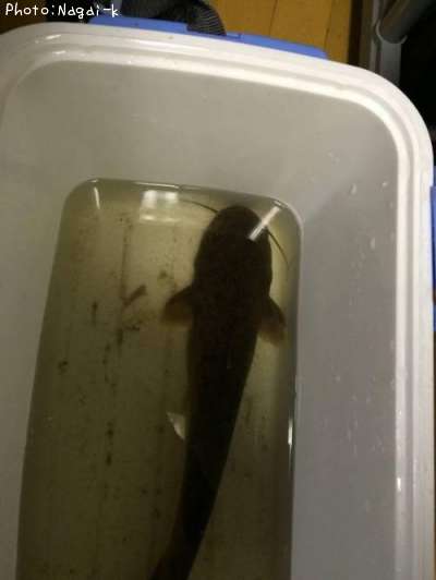 �ʥޥ�
