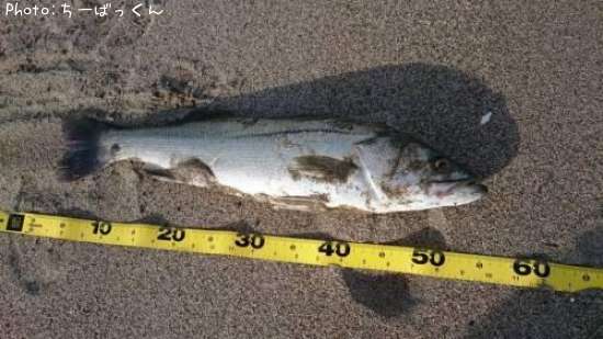 �����Х�