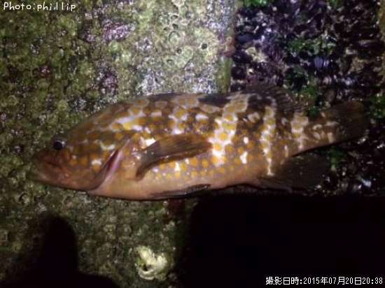 �����ϥ�