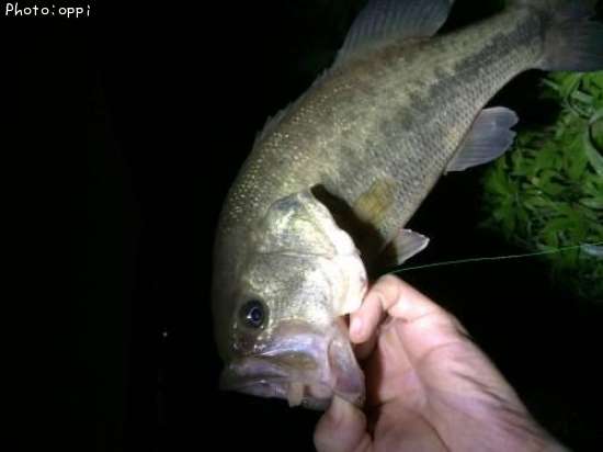 �֥�å��Х�