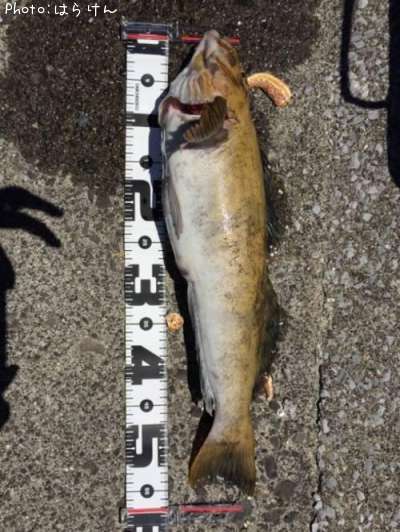 �����ʥ�