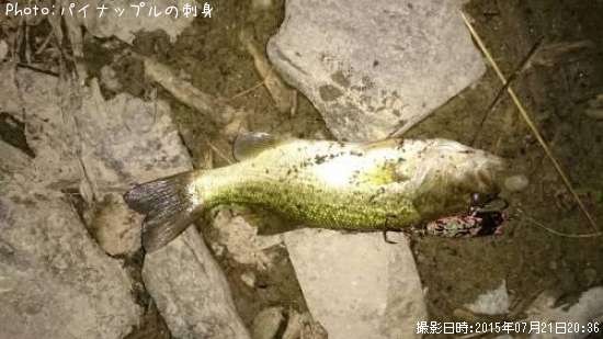 �֥�å��Х�