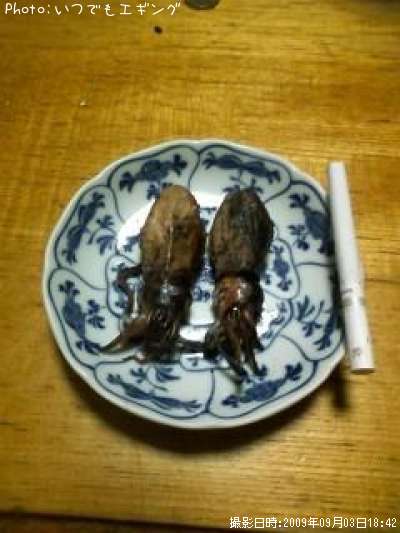 �����ꥤ��