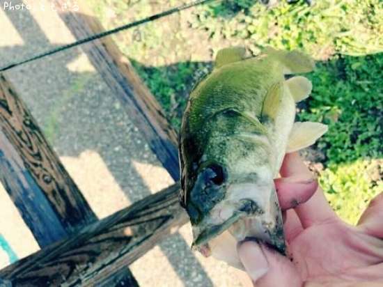 �֥�å��Х�