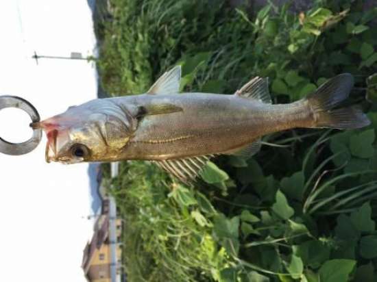 �����Х�