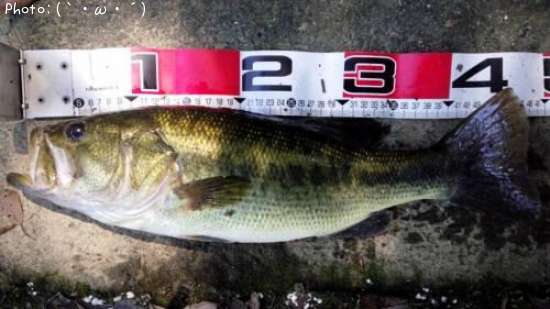 �֥�å��Х�