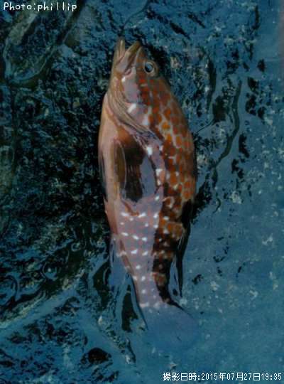 �����ϥ�