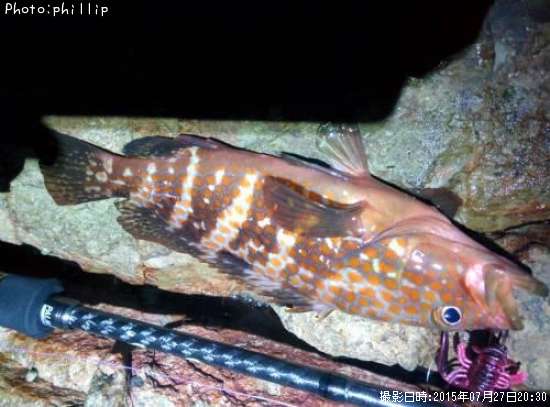 �����ϥ�