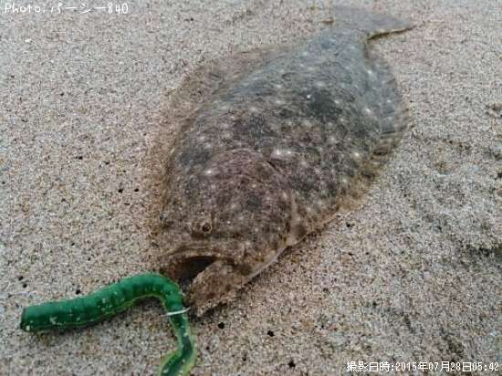 �ҥ��ʥ�����