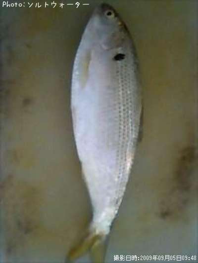 ���Υ���