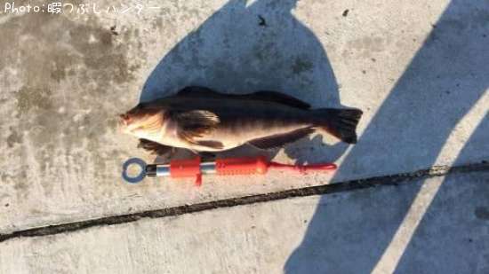 �����ʥ�