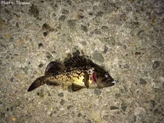 ���ӥ����ܥ���ƨ��