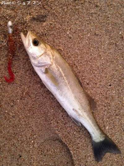 �����Х�