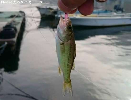 �����Х��λ�