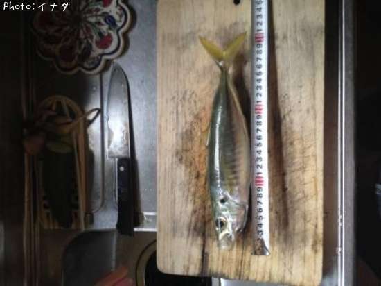 �ܥ������ĥ�����