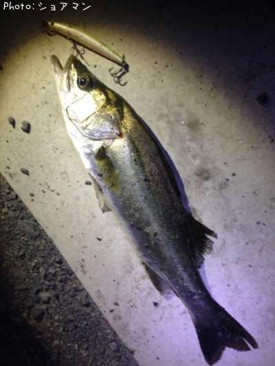 �����Х�