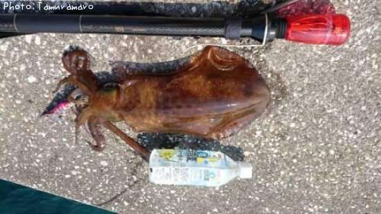 �����ꥤ��