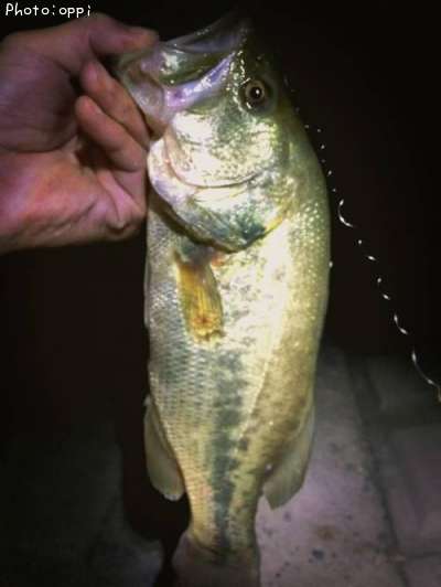 �֥�å��Х�