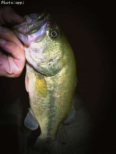 �֥�å��Х�