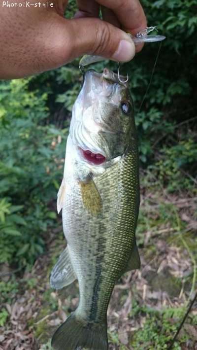 �֥�å��Х���