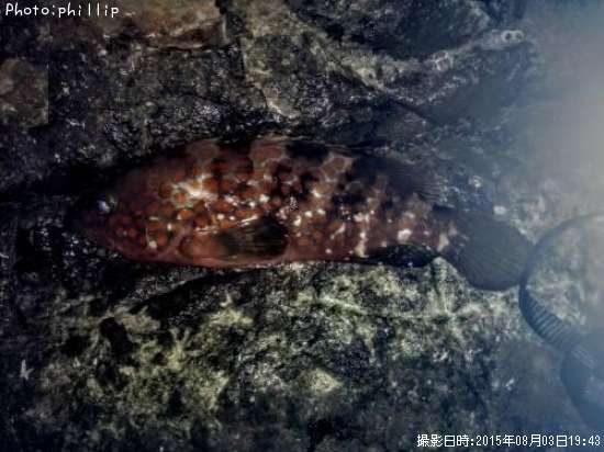 �����ϥ�