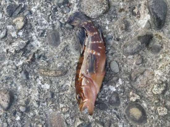 �����ϥ�