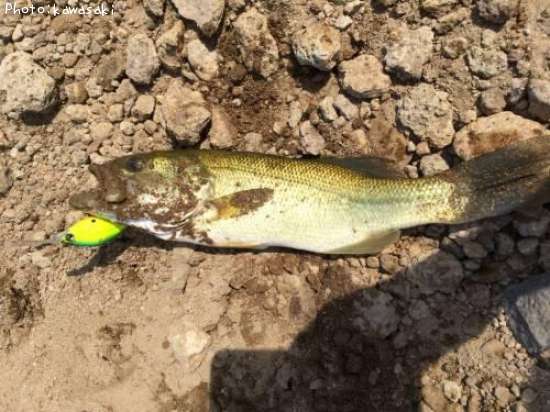 �֥�å��Х�