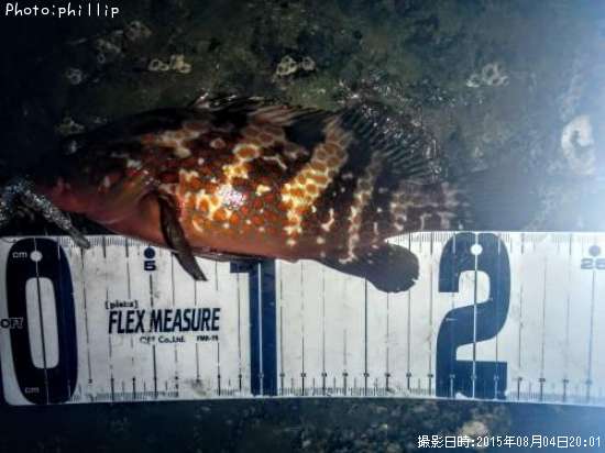 �����ϥ�