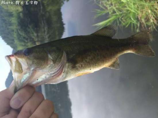 �֥�å��Х�