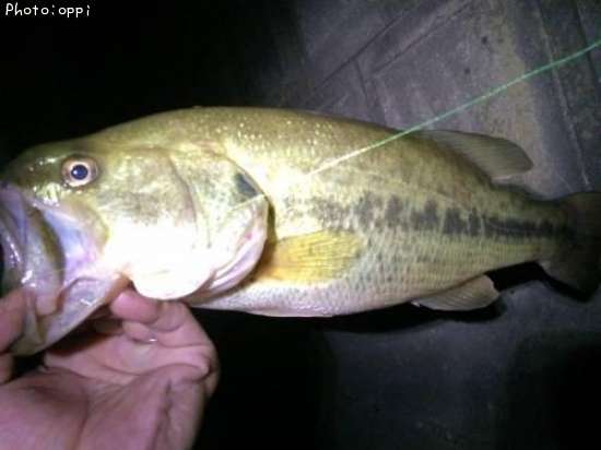 �֥�å��Х�