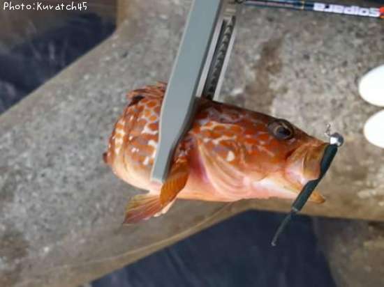 �����ϥ�