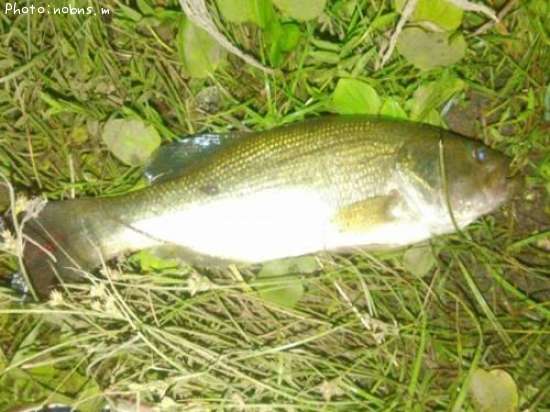 �֥�å��Х�