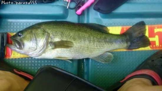 �֥�å��Х�