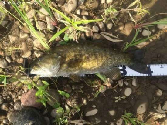 �֥�å��Х�