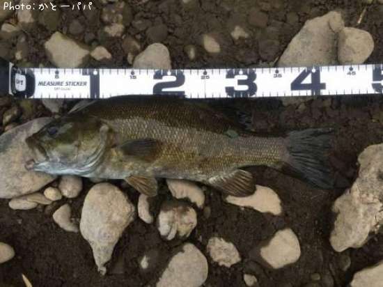 �֥�å��Х�