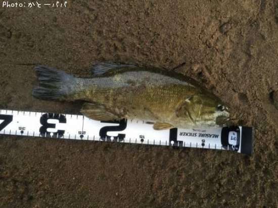 �֥�å��Х�