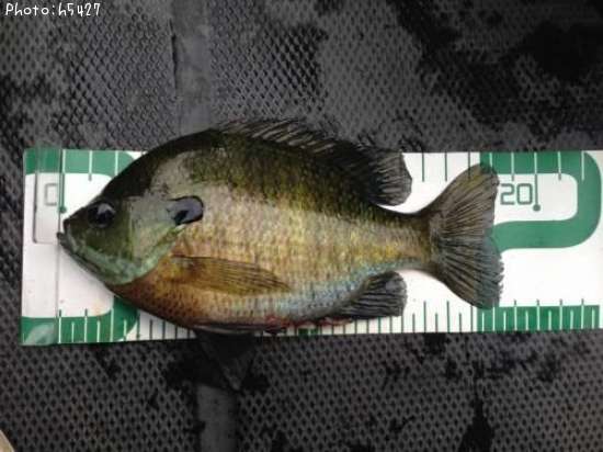 �֥롼����