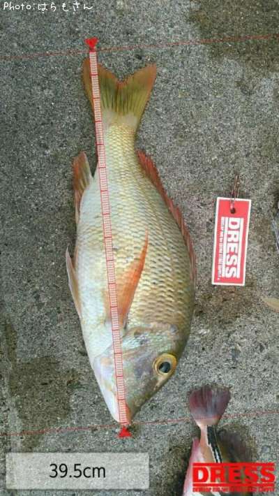 �����ʥ�