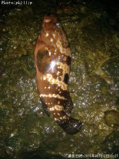 �����ϥ�