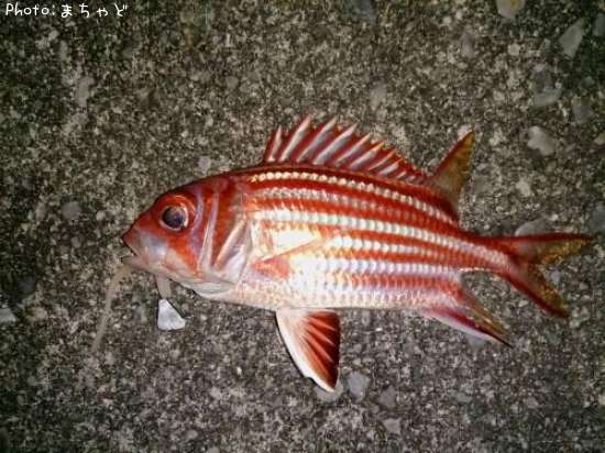 ��������ڥ���ᥨ�ӥ���