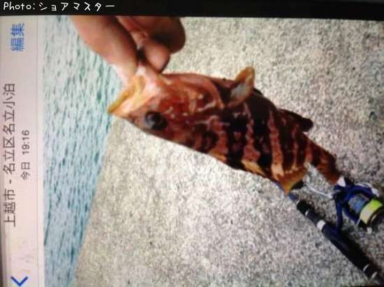 �����ϥ�