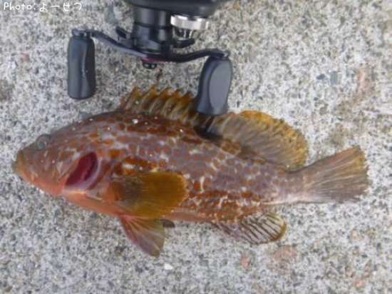 �����ϥ�