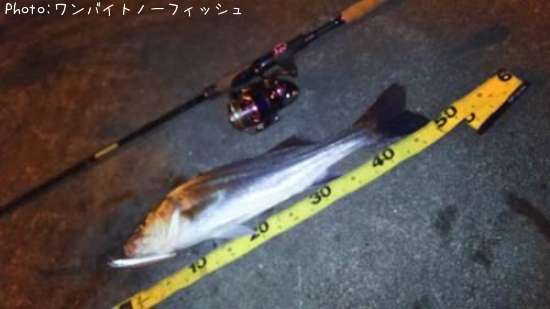 �����Х�