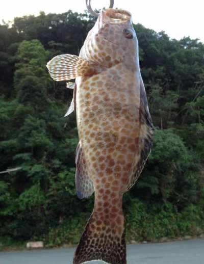 �������ϥ�