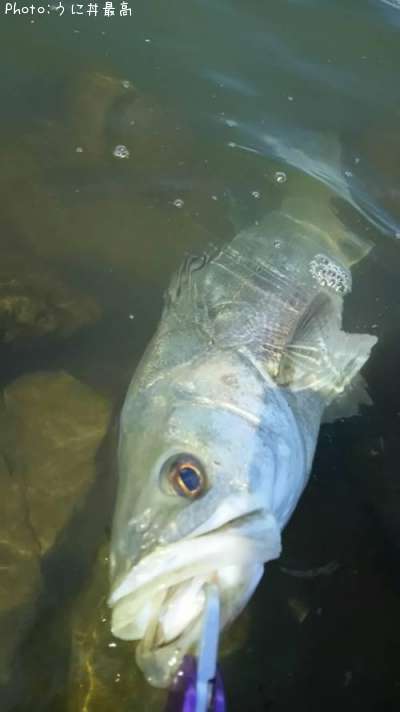 �����Х�