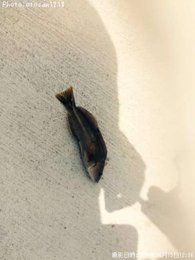 �����ʥ�