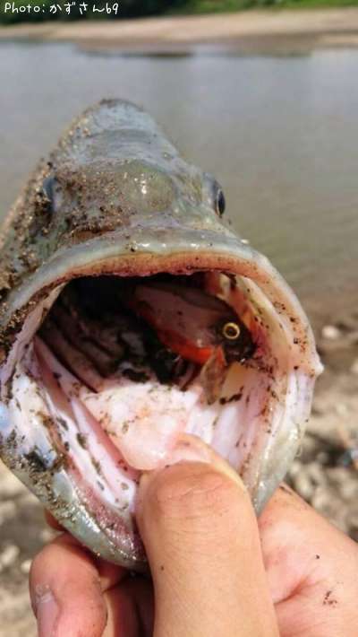 �֥�å��Х�