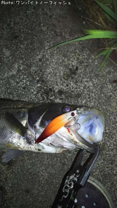 �����Х�